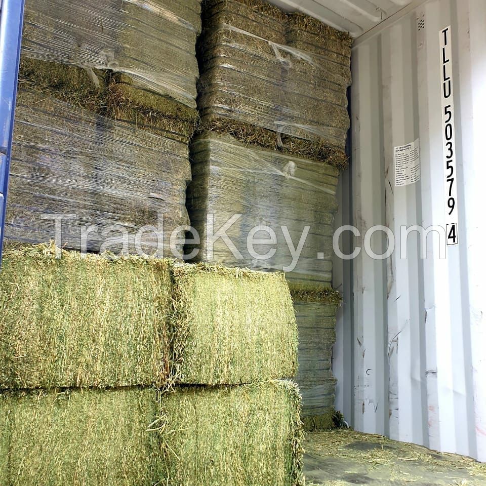 Alfalfa Hay in Bales