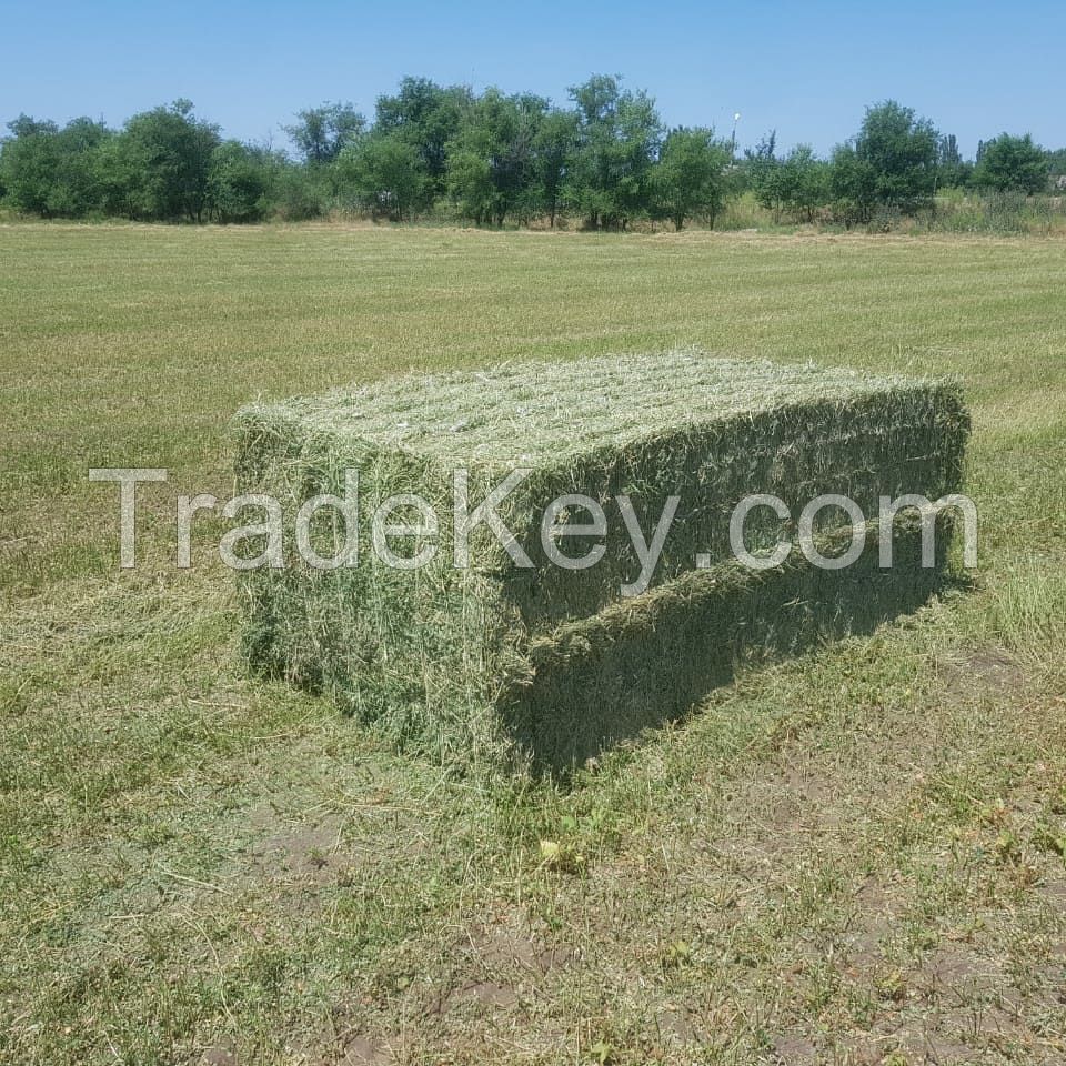 Alfalfa Hay in Bales