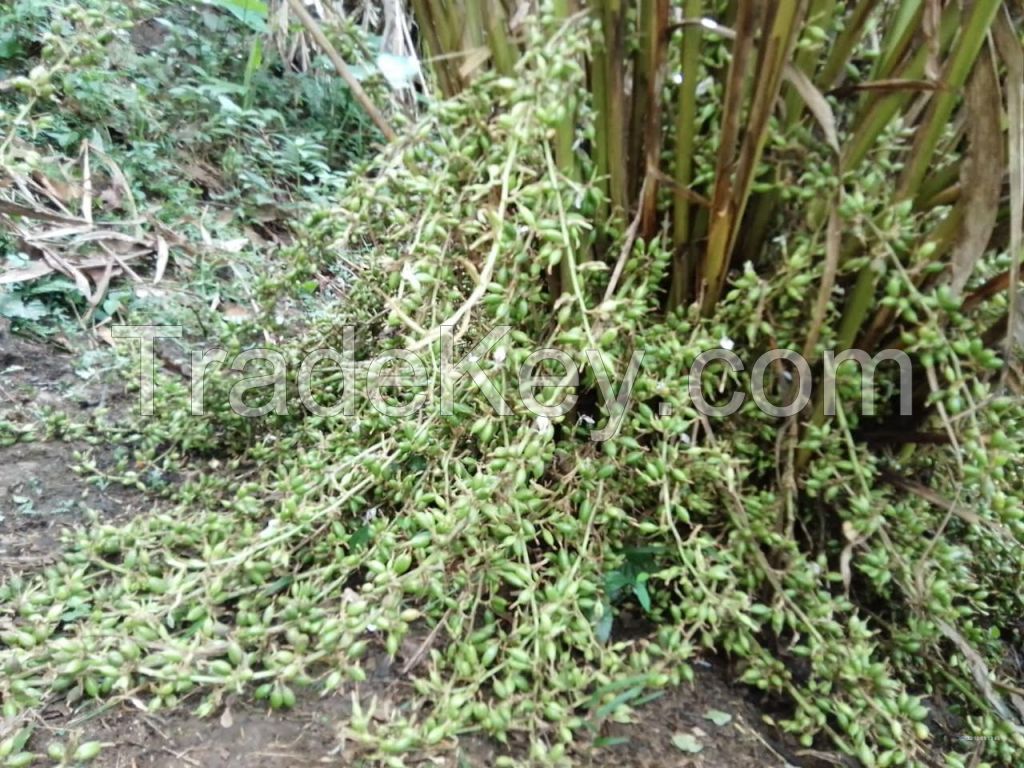 Whole Dried Green Cardamom