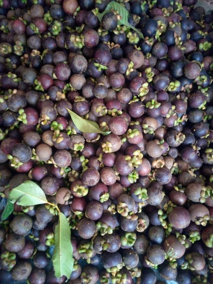 Mangosteen fruit, fresh fruit tropical Fruits