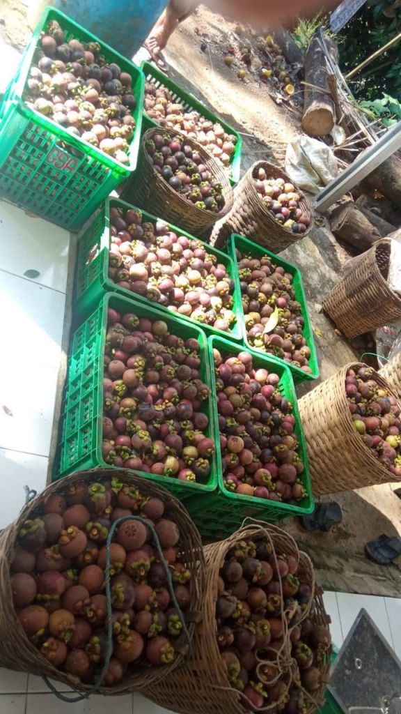 Mangosteen fruit, fresh fruit tropical Fruits