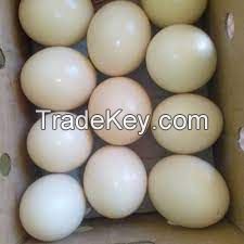 Fresh Ostrich Eggs and Chicks