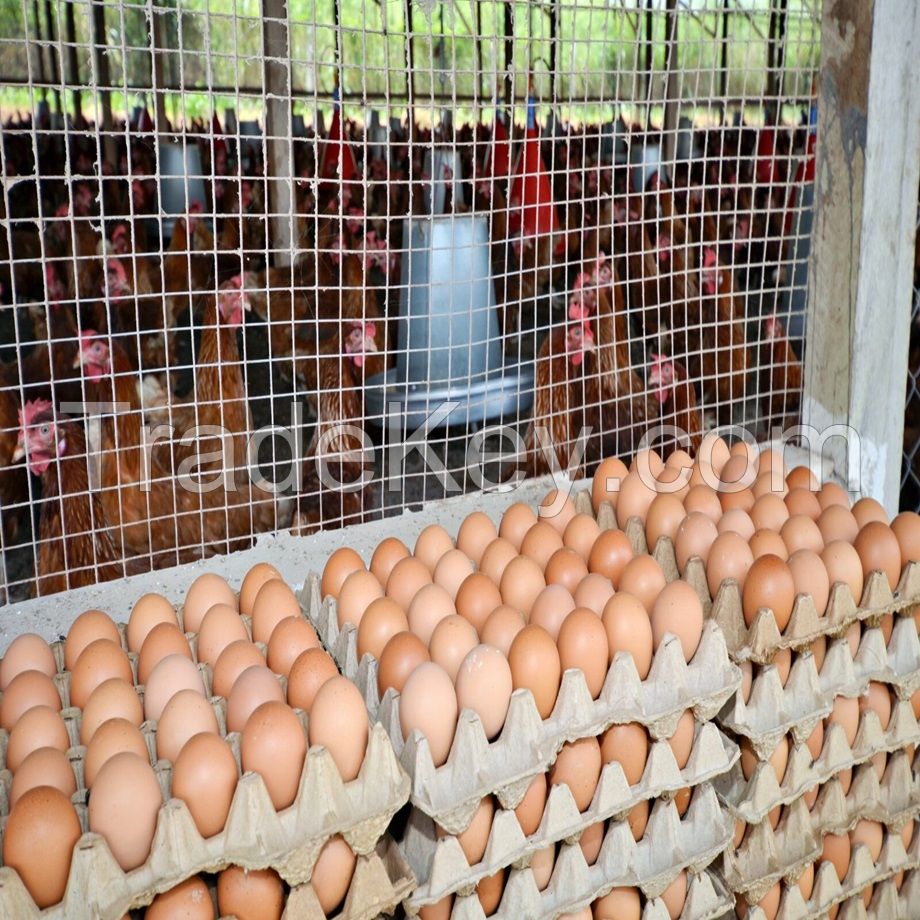 Wholesale Broiler Hatching Eggs Ross 308 and Cobb 500 and Fresh Chicken Table Eggs Discount Price