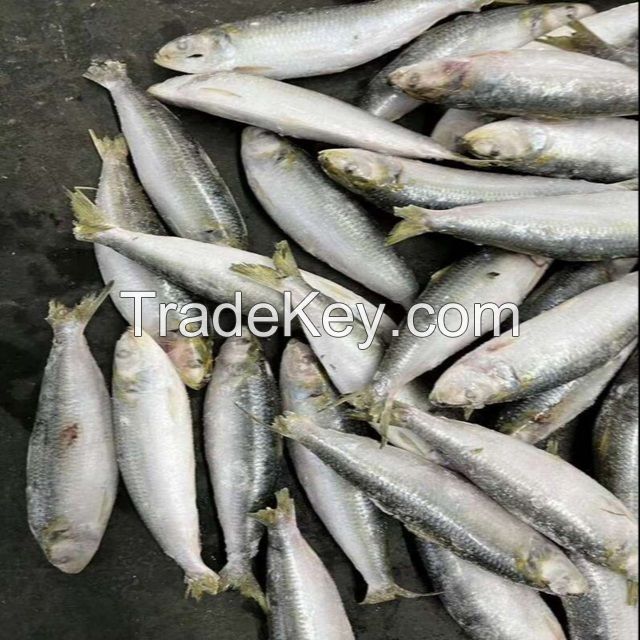 Frozen Sardines ( Pilchards) 500 g Origin Norway | Whole Frozen Whole Sardine Fish for Sale