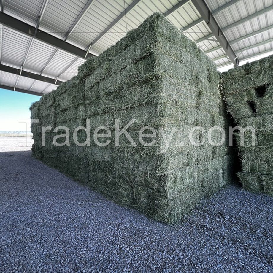 Quality Alfalfa Hay/Timothy Hay and Bermuda Hay Stock|