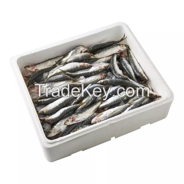 Frozen Sardines ( Pilchards) 500 g Origin Norway | Whole Frozen Whole Sardine Fish for Sale