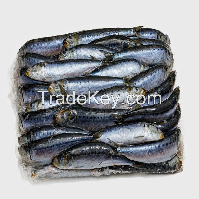 Frozen Sardines ( Pilchards) 500 g Origin Norway | Whole Frozen Whole Sardine Fish for Sale