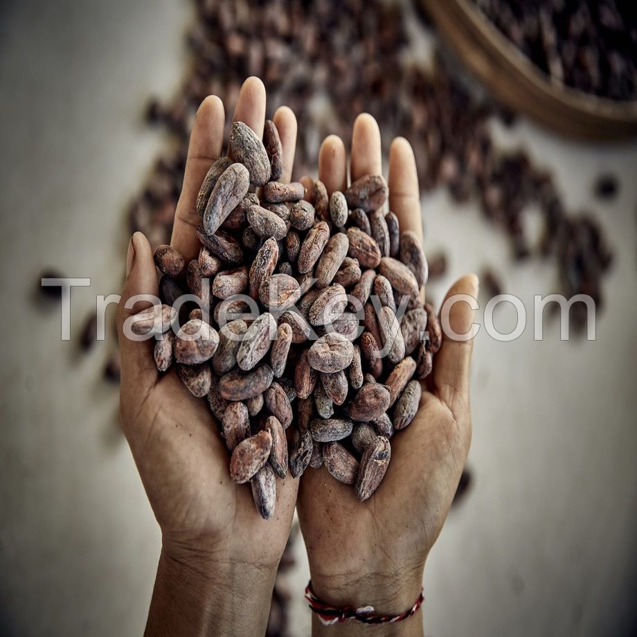 Premium Dried Cocoa Beans - Buy High-Quality Cocoa in Bulk| Cocoa Bean Stock 