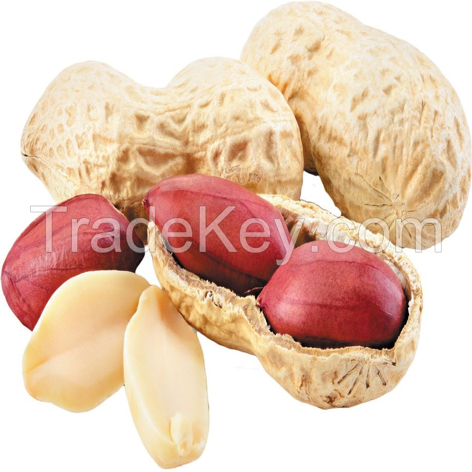 Salted Beer Nuts, Red Skin Peanuts Snacks, Peanut for Sale with Best Price - Peanut, Nut