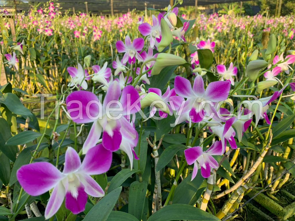 Dendrobium Anina Orchid Stem (Pink Color)