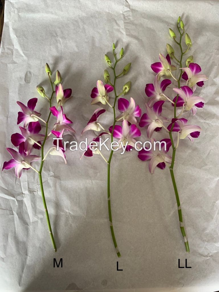 Dendrobium Sonia Orchid Stem (Red Color)