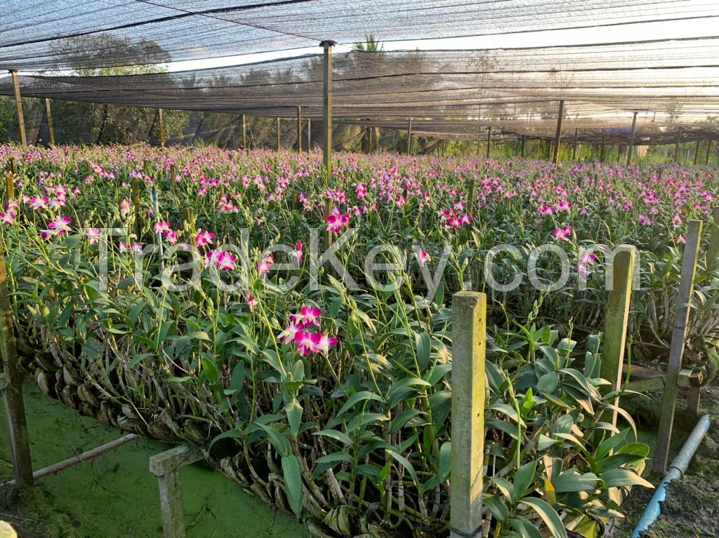 Dendrobium Sonia Orchid Stem (Red Color)