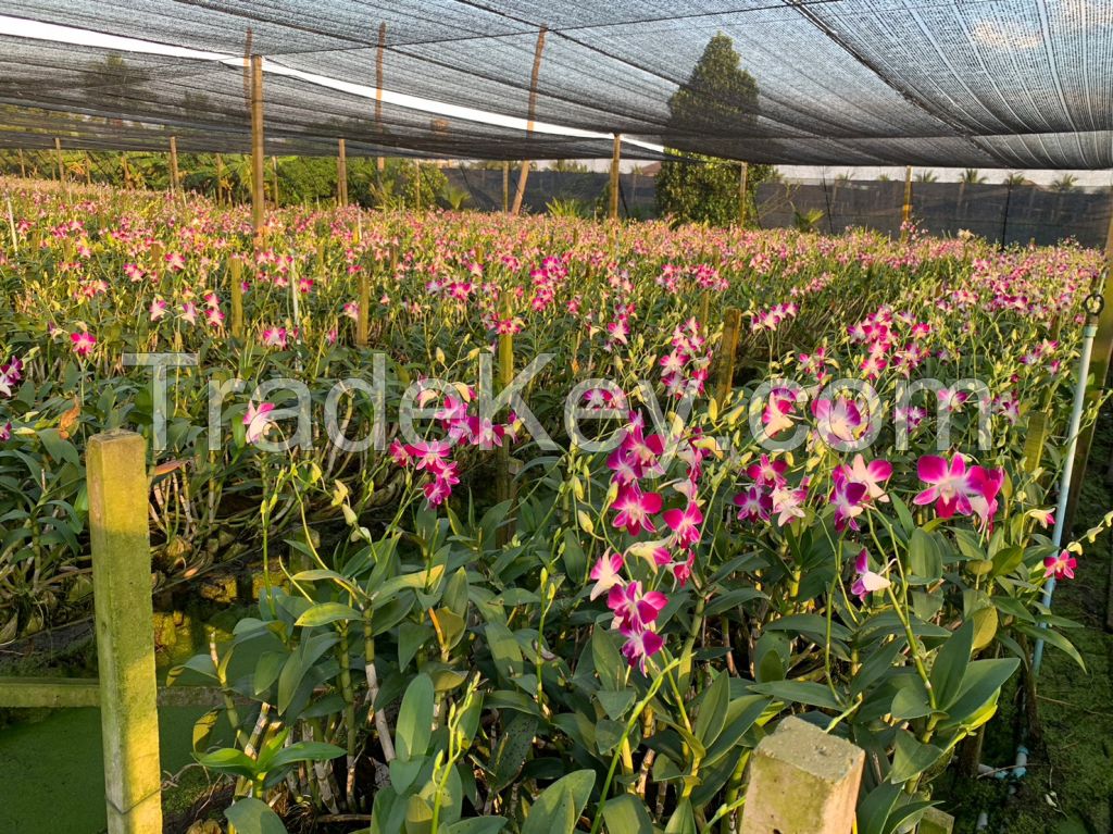 Dendrobium Sonia Orchid Loose Bloom (Red Color) 