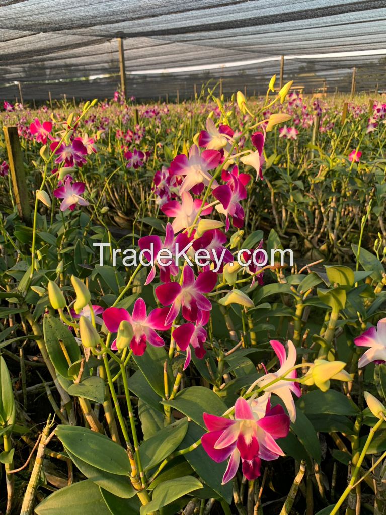 Dendrobium Sonia Orchid Loose Bloom (Red Color) 