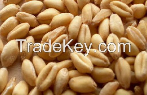  Soft Milling Wheat &acirc; NON-GMO (for making bread) - USA/Mexico Origin.