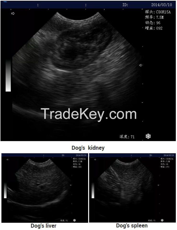 Laptop Ultrasound Scanner for Animal Health Diagnosis