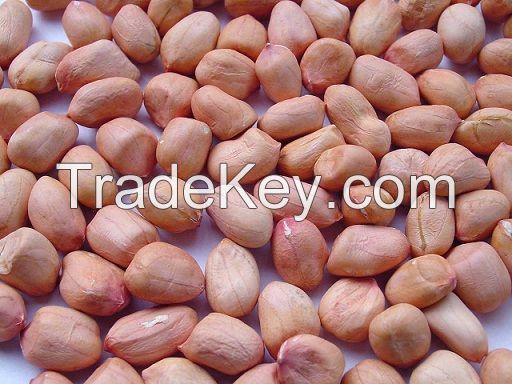 Bold Peanut Kernels