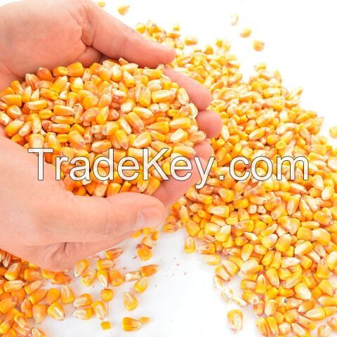 Wholesale Yellow Corn, Non GMO Yellow Corn for Animal Feed, Yellow Corn Maize For Export 