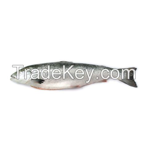 Premium Frozen Salmon Fillets, Whole Pink Salmon Fish, Salmon heads and bellies for sale