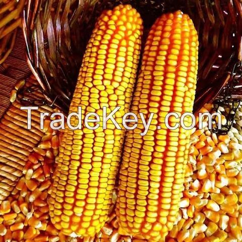 Wholesale Yellow Corn, Non GMO Yellow Corn for Animal Feed, Yellow Corn Maize For Export 