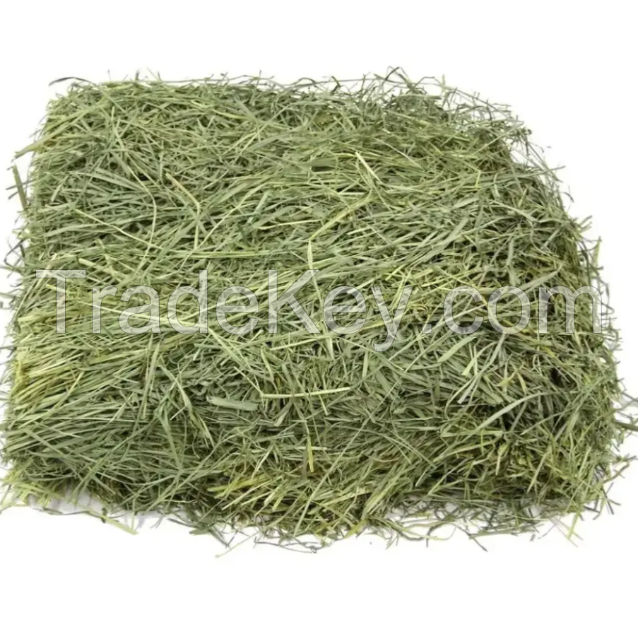 Super Top Quality Alfafa Hay for Animal Feeding Stuff Alfalfa / Timothy / Alfalfa Hay for Sale