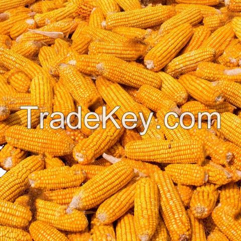 Agricultural Product Bulk Grain Yellow Dried Corn Kernels Dried Maize Dried Yellow Corn with Competitive Price