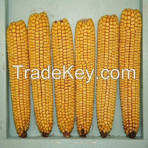 New Crop Yellow Yellow corn for animal/ feed grade yellow corn/ animal feed