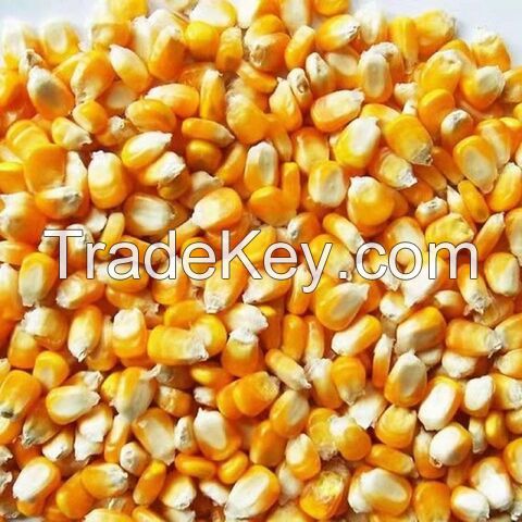 Top Grade Quality Yellow Corn & White Yellow Corn Maize for Human and Animal Feed / Yellow Corn A Yellow Corn Animal Feed (Maize)