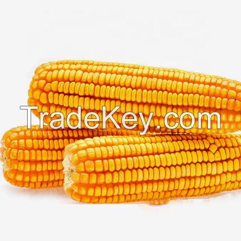 Top Grade Quality Yellow Corn & White Yellow Corn Maize for Human and Animal Feed / Yellow Corn A Yellow Corn Animal Feed (Maize)