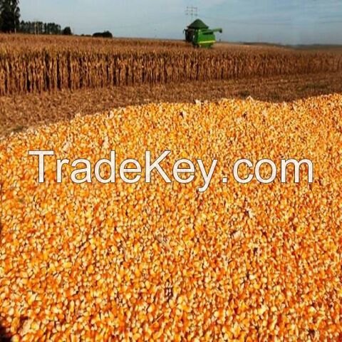 Agricultural Product Bulk Grain White Dry Corn Dried Maize Dry White Corn with Competitive Price Animal and Human Consumption