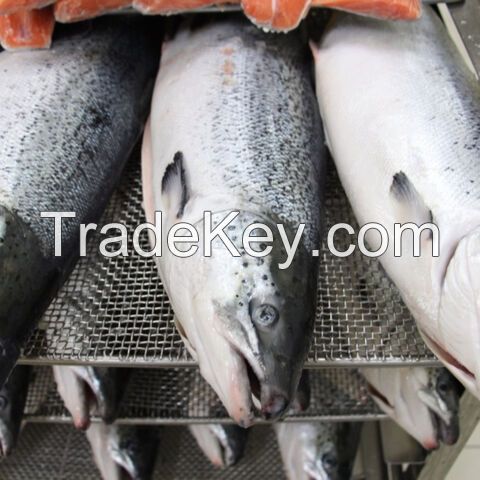 Bulk Stock Available Of Frozen Whole Salmon Fish (Seafood) At Wholesale Prices