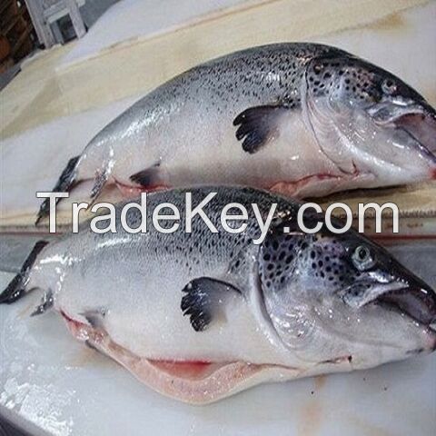 Bulk Stock Available Of Frozen Whole Salmon Fish (Seafood) At Wholesale Prices