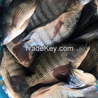 Seafood Fresh Frozen Red Tilapia Fish Red Snapper Tilapia Fish