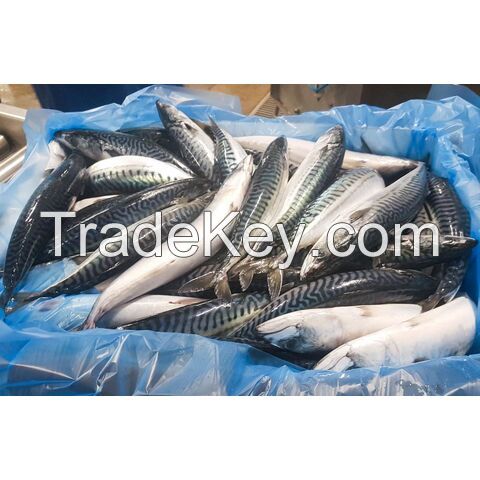 Frozen Horse Mackerel/ Scad/ Tuna/ Anchovy Fish From Norway