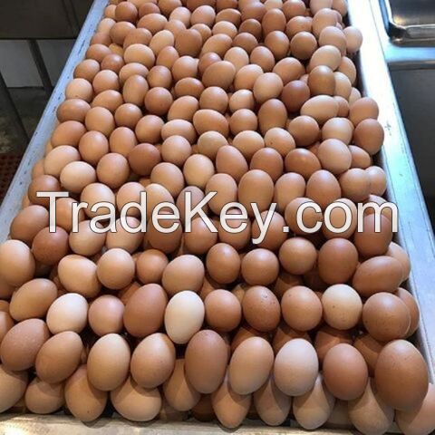 Brown And White Shell Chicken Eggs / Fresh Chicken Table Eggs Best Quality Fresh Chicken Table Eggs Top