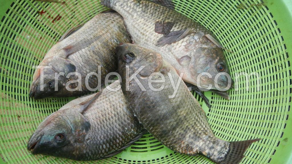 Seafood Fresh Frozen Red Tilapia Fish Red Snapper Tilapia Fish