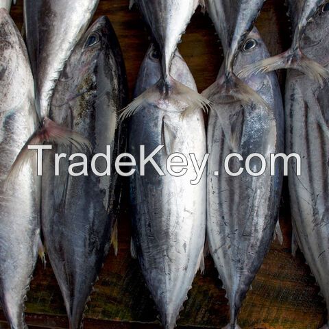 Frozen Mackerel Fillets - Pacific Hake Fish-Salmon Fish