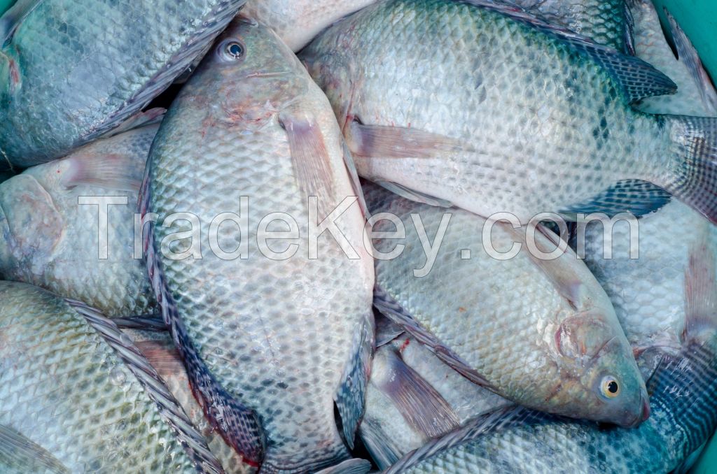 Seafood Fresh Frozen Red Tilapia Fish Red Snapper Tilapia Fish