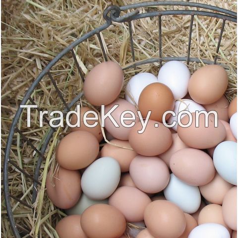 Brown And White Shell Chicken Eggs / Fresh Chicken Table Eggs Best Quality Fresh Chicken Table Eggs Top