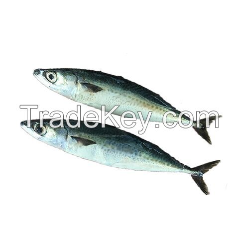 Frozen Horse Mackerel/ Scad/ Tuna/ Anchovy Fish From Norway