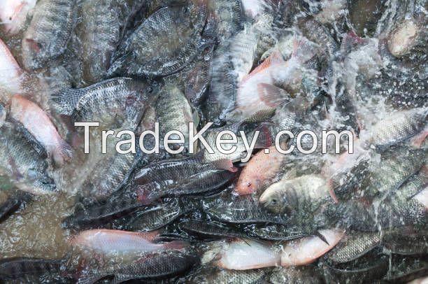 Top quality frozen Tilapia fish of frozen fish