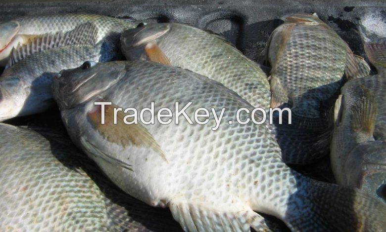 Seafood Fresh Frozen Red Tilapia Fish Red Snapper Tilapia Fish