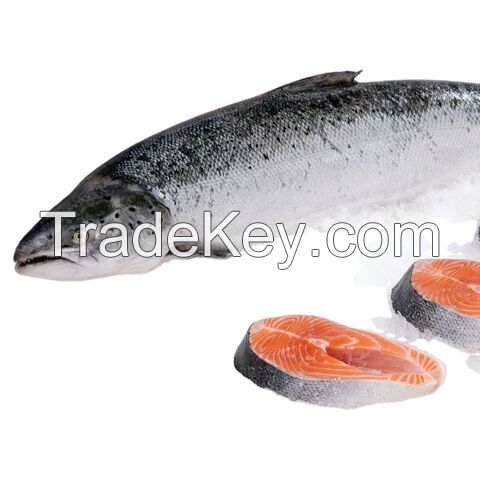 Order Wholesale Frozen Mackerel Fish/ Frozen Fish Mackerel Suppliers. Frozen Mackerel, Frozen Seafood