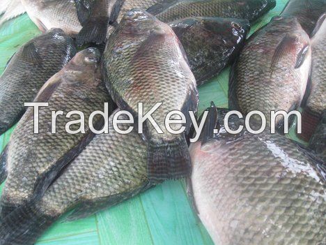 Seafood Fresh Frozen Red Tilapia Fish Red Snapper Tilapia Fish