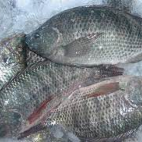 FROZEN BLACK TILAPIA/RED TILAPIA FISH