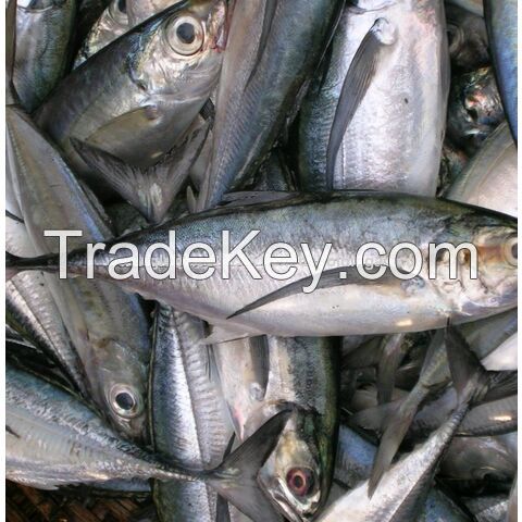 Frozen Mackerel Fillets - Pacific Hake Fish-Salmon Fish