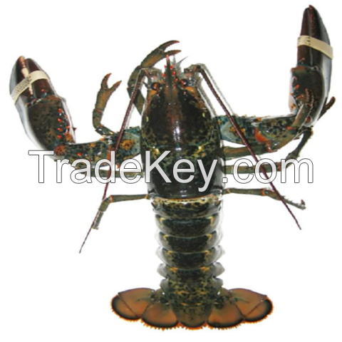 Seafood Fresh and Frozen Lobster, Frozen Lobster, Frozen Lobster Tails, Canadian Fresh Lobsters