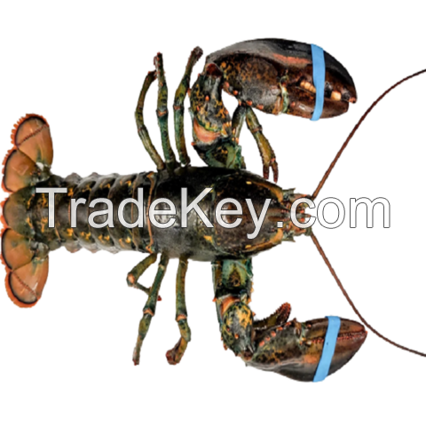 Seafood Fresh and Frozen Lobster, Frozen Lobster, Frozen Lobster Tails, Canadian Fresh Lobsters