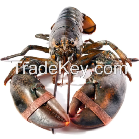 Seafood Fresh and Frozen Lobster, Frozen Lobster, Frozen Lobster Tails, Canadian Fresh Lobsters