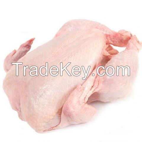 Top Quality Halal Frozen Chicken Gizzards chicken Gizzard Whole Chicken / Chicken Offals / Chicken Gizzards supplier